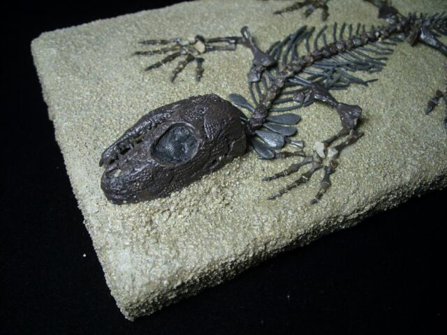 Captorhinus Permian Reptile Skeleton (073023a) - Image 6