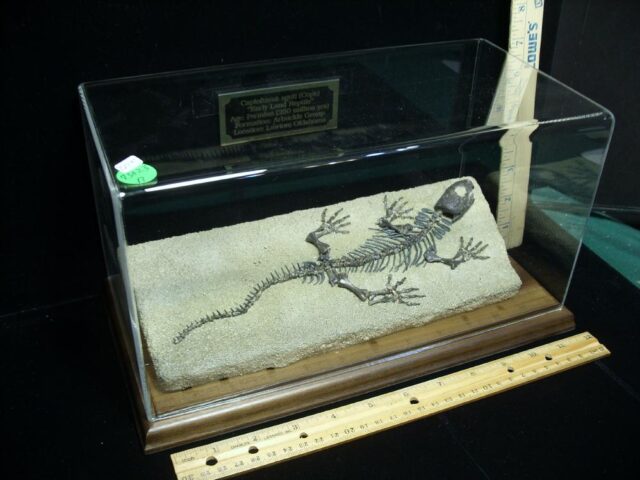 Captorhinus Permian Reptile Skeleton (073023b) - Image 7