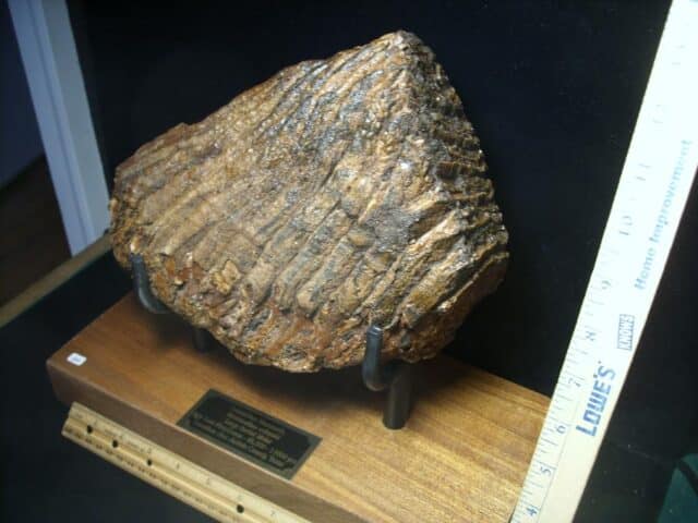 Fossilized Mammoth Molar (080323h)