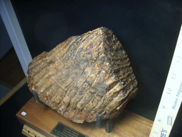 Fossilized Mammoth Molar (080323h) - Image 4