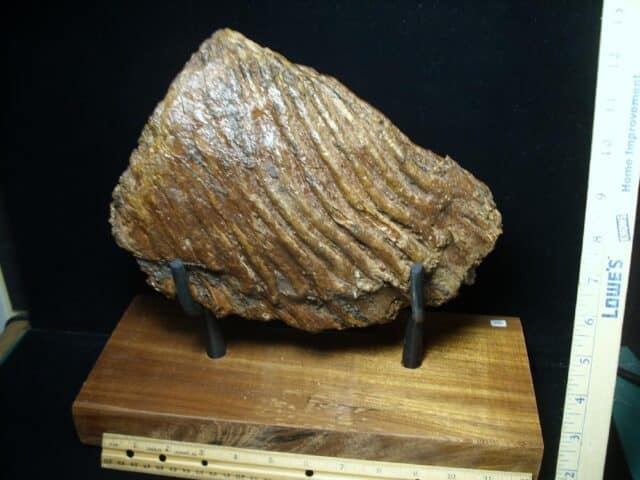 Fossilized Mammoth Molar (080323h) - Image 5