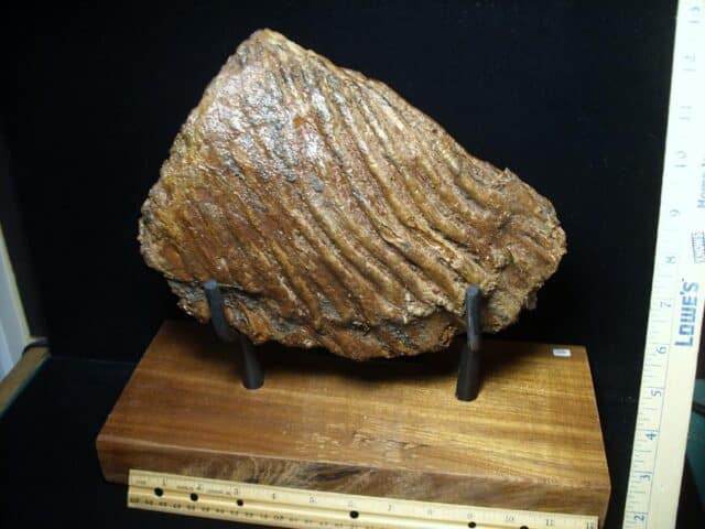 Fossilized Mammoth Molar (080323h) - Image 6