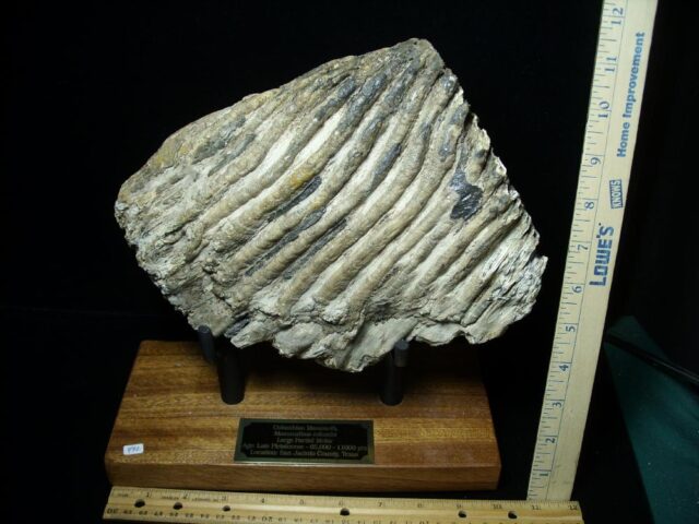 Fossilized Mammoth Molar (080323j)