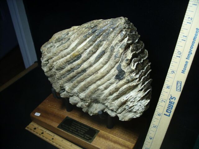 Fossilized Mammoth Molar (080323j) - Image 3