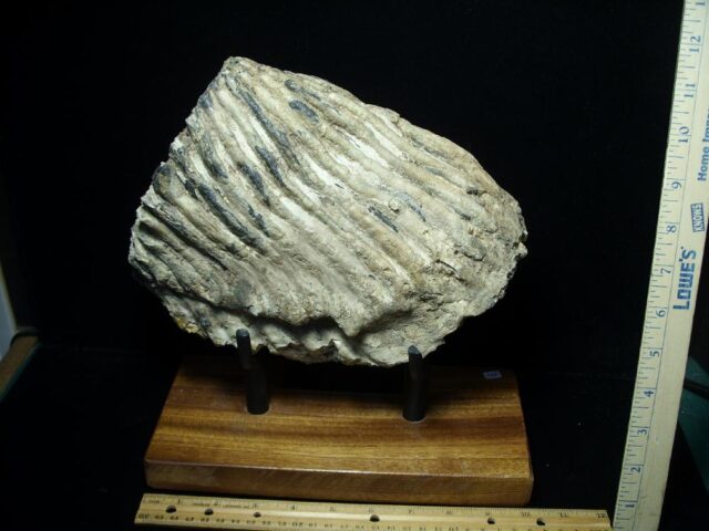 Fossilized Mammoth Molar (080323j) - Image 4