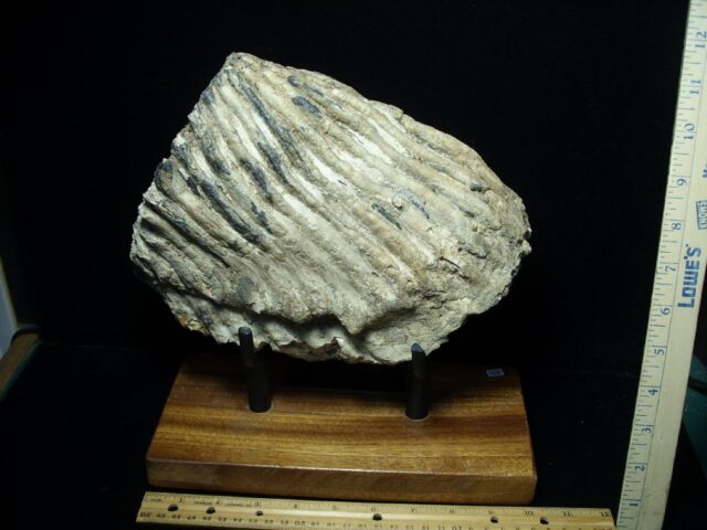 Fossilized Mammoth Molar (080323j) - Image 5