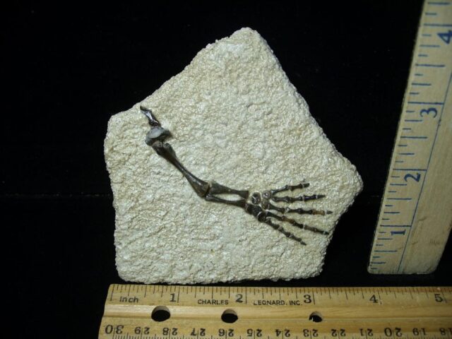 Captorhinus Permian Reptile Skeleton Foot (080323k)