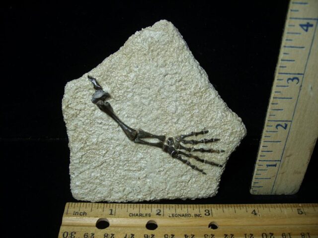 Captorhinus Permian Reptile Skeleton Foot (080323k) - Image 2