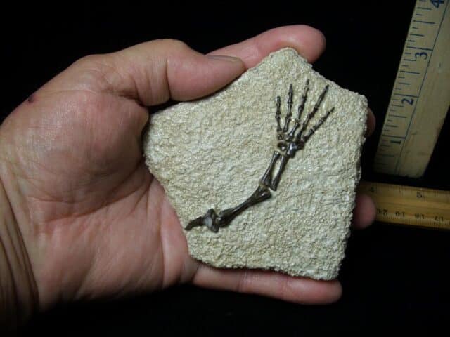 Captorhinus Permian Reptile Skeleton Foot (080323k) - Image 3
