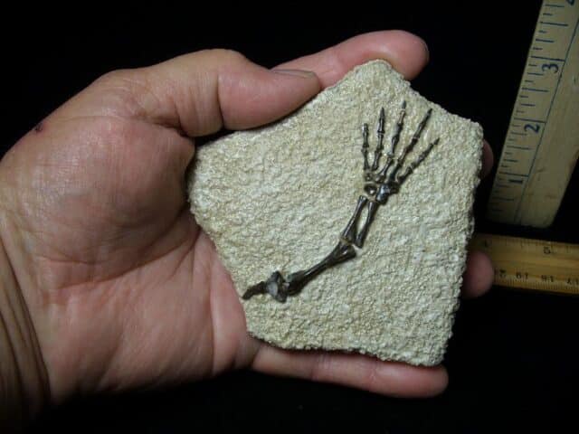 Captorhinus Permian Reptile Skeleton Foot (080323k) - Image 4