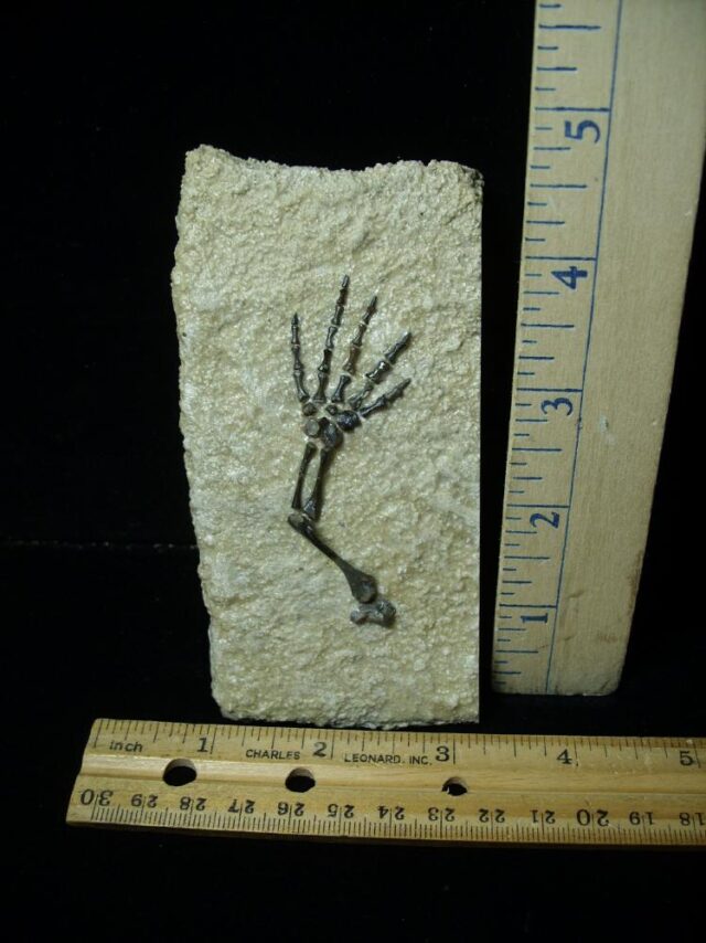 Captorhinus Permian Reptile Skeleton Foot (080323m)