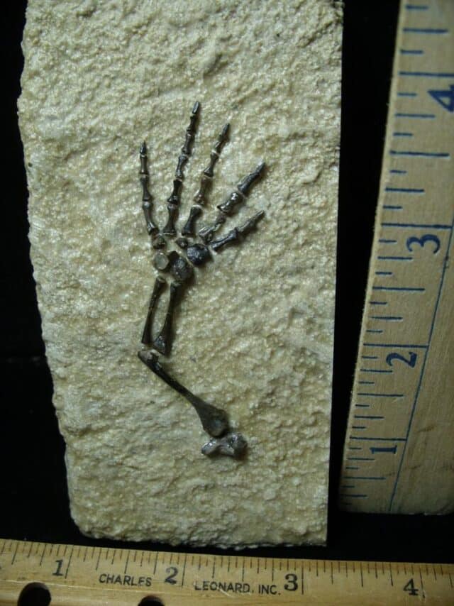 Captorhinus Permian Reptile Skeleton Foot (080323m) - Image 2