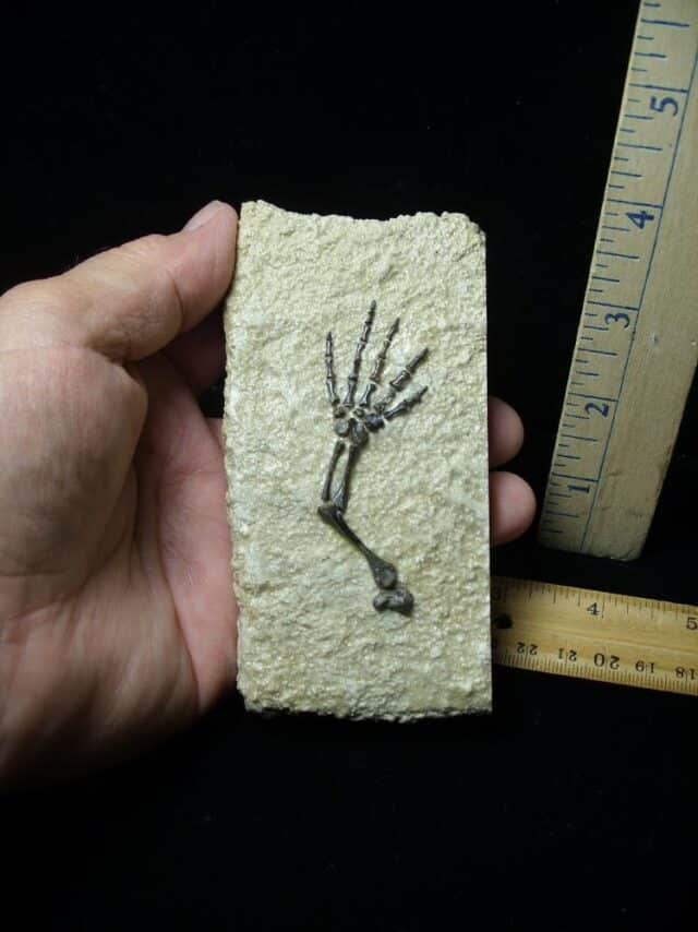 Captorhinus Permian Reptile Skeleton Foot (080323m) - Image 3