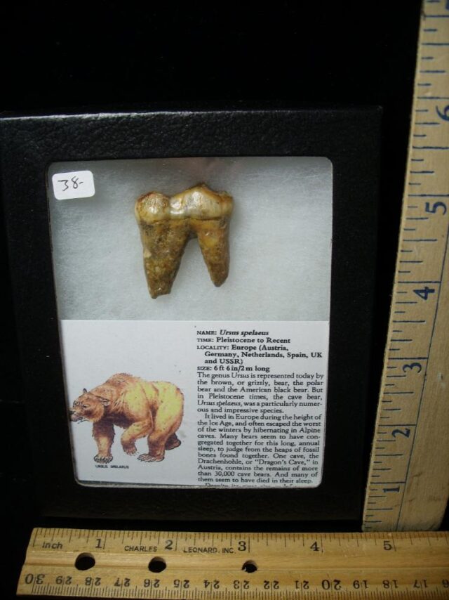 Fossilized Cave Bear Tooth  (080823d)