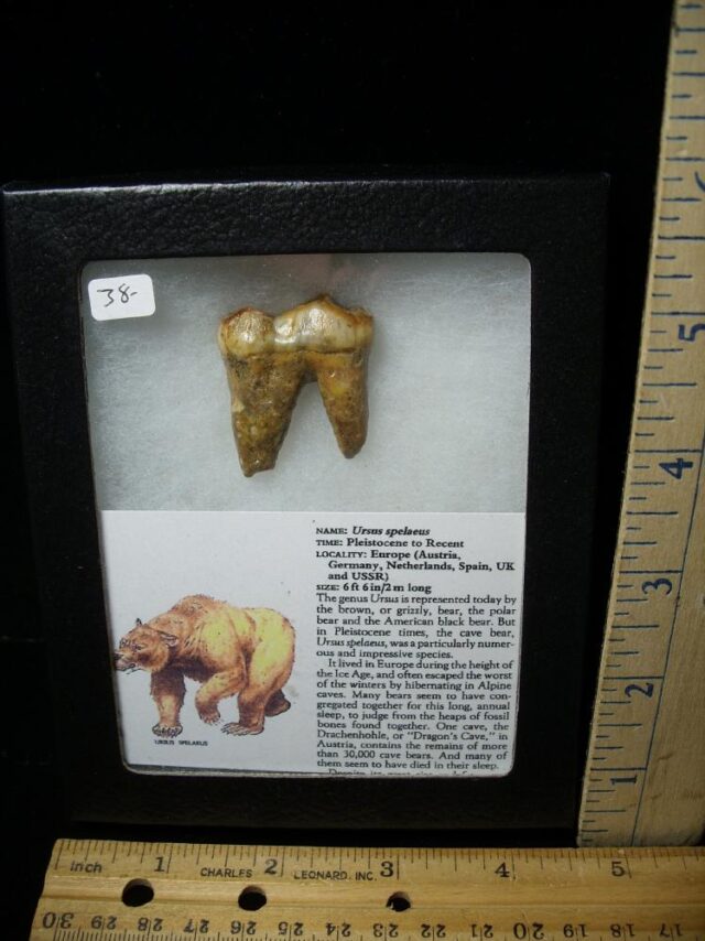 Fossilized Cave Bear Tooth  (080823d) - Image 2