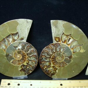 Sliced & Polished Ammonite  (080823k)