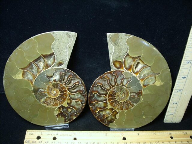 Sliced & Polished Ammonite  (080823k)