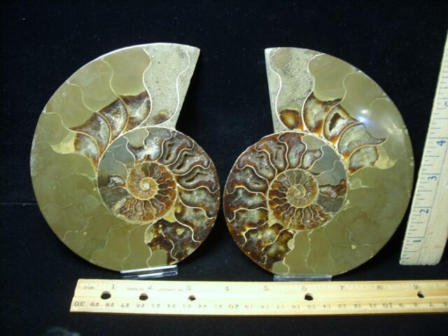 Sliced & Polished Ammonite  (080823k) - Image 2