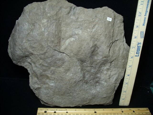 DINOSAUR TRACKS  (030822z)