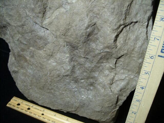 DINOSAUR TRACKS  (030822z) - Image 2