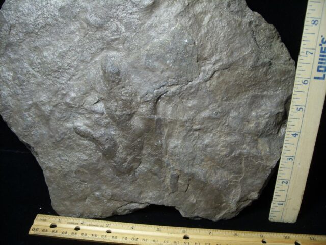 DINOSAUR TRACKS  (030822z) - Image 3