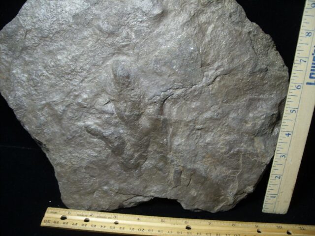 DINOSAUR TRACKS  (030822z) - Image 4