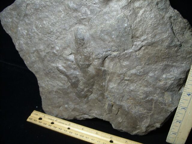 DINOSAUR TRACKS  (030822z) - Image 5