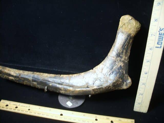 Hadrosaur Dinosaur Rib Bone (080323n) - Image 3