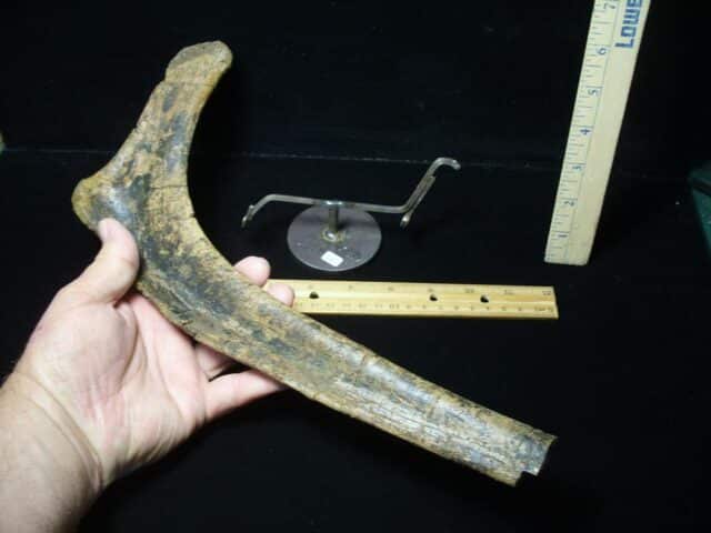 Hadrosaur Dinosaur Rib Bone (080323n) - Image 2