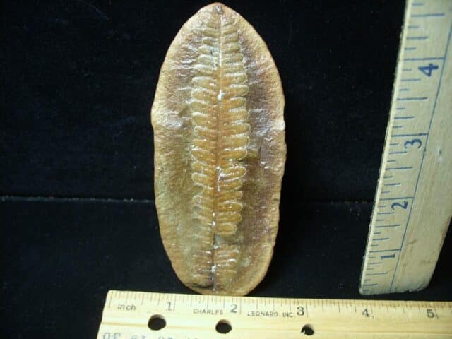 Mazon Creek Fern Fossil Half Nodule (081523d)