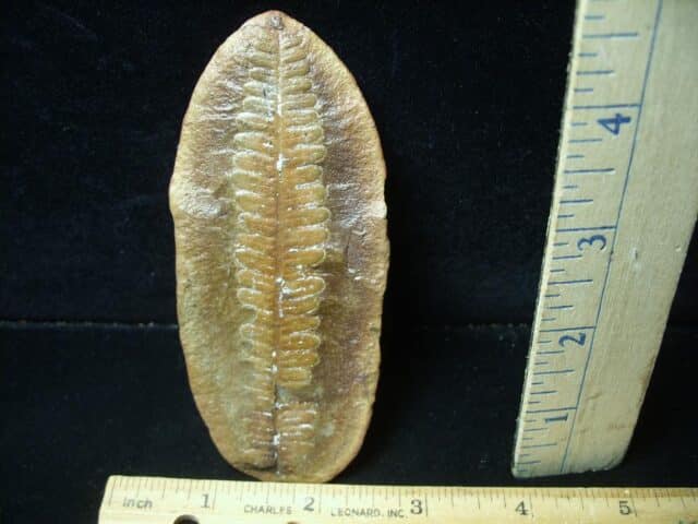 Mazon Creek Fern Fossil Half Nodule (081523d) - Image 2