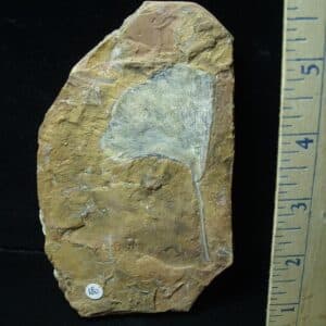 Fossil Ginkgo Leaf (081523e)