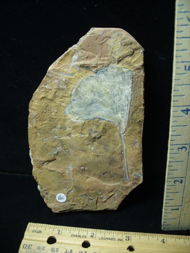 Fossil Ginkgo Leaf (081523e) - Image 2