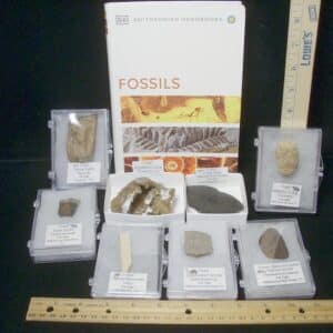 Small Ice Age Fossil Kit  (081523n)