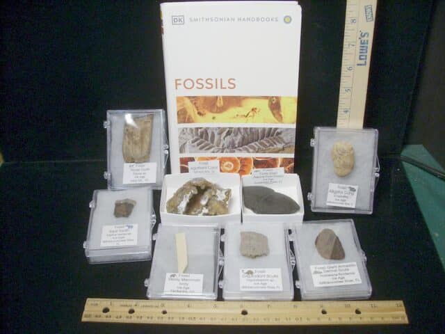 Small Ice Age Fossil Kit  (081523n)