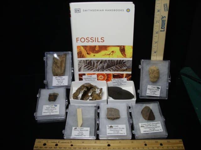 Small Ice Age Fossil Kit  (081523n) - Image 2