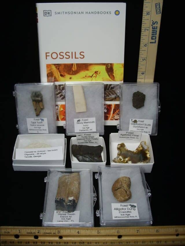 Small Ice Age Fossil Kit  (081523s)