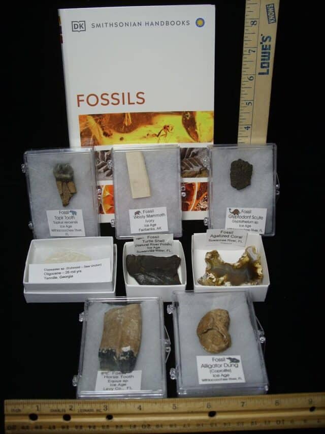 Small Ice Age Fossil Kit  (081523s) - Image 2