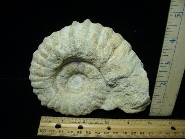 Large Natural Ammonite (081523w)