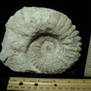 Large Natural Ammonite (081523x)