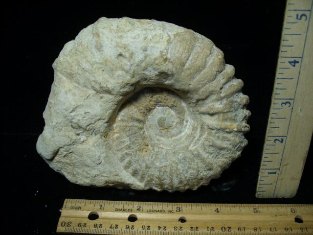 Large Natural Ammonite (081523x)