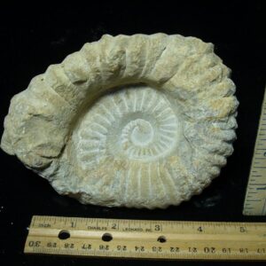 Large Natural Ammonite (082423a)