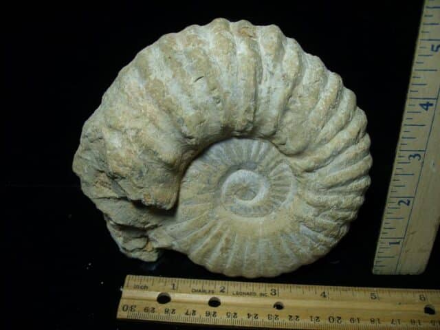 Large Natural Ammonite (082423b)