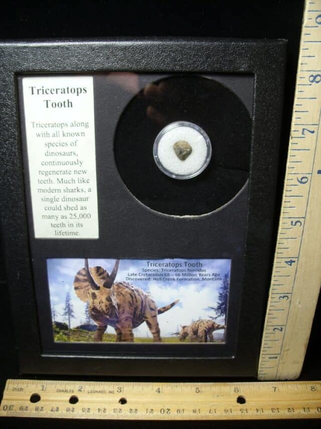 Triceratops Dinosaur Tooth (082723f) - Image 2