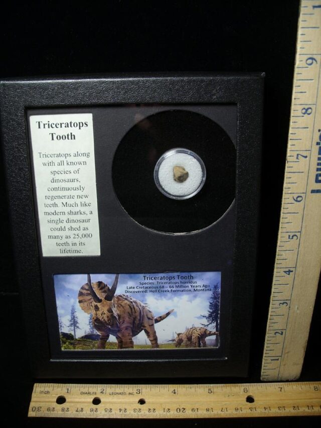 Triceratops Dinosaur Tooth (082723g)