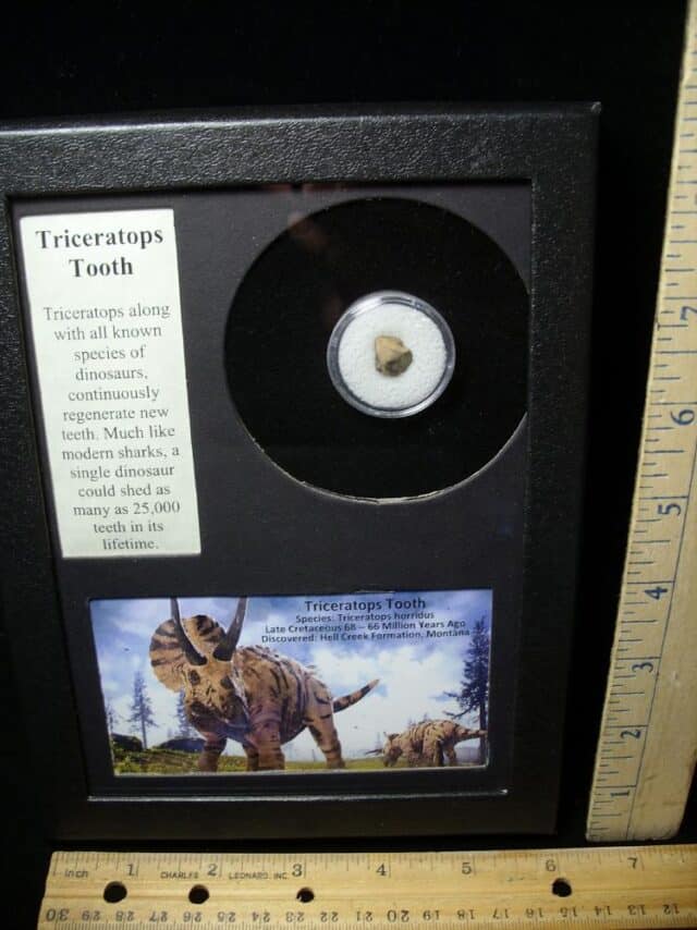 Triceratops Dinosaur Tooth (082723g) - Image 2