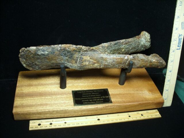 Large Long Neck Dinosaur Tail Chevron (021523b) - Image 6