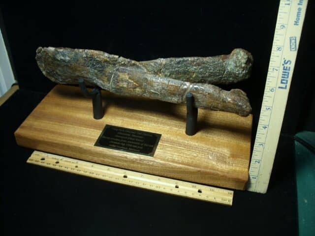 Large Long Neck Dinosaur Tail Chevron (021523b) - Image 7