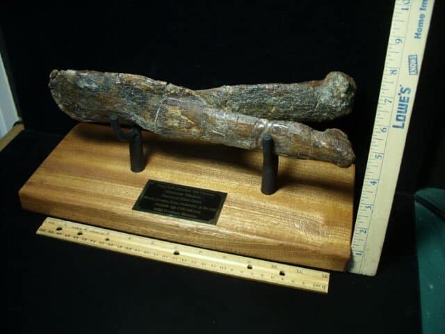 Large Long Neck Dinosaur Tail Chevron (021523b)