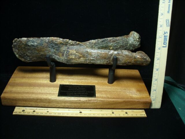 Large Long Neck Dinosaur Tail Chevron (021523b) - Image 5